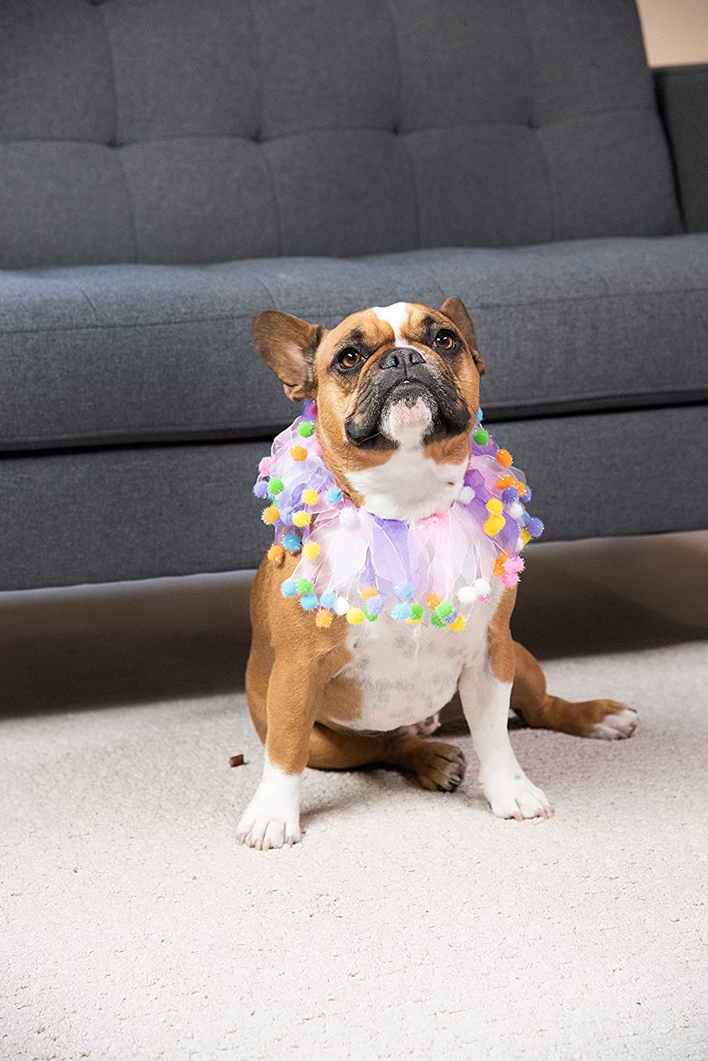Charming Pet Birthday Party Collar