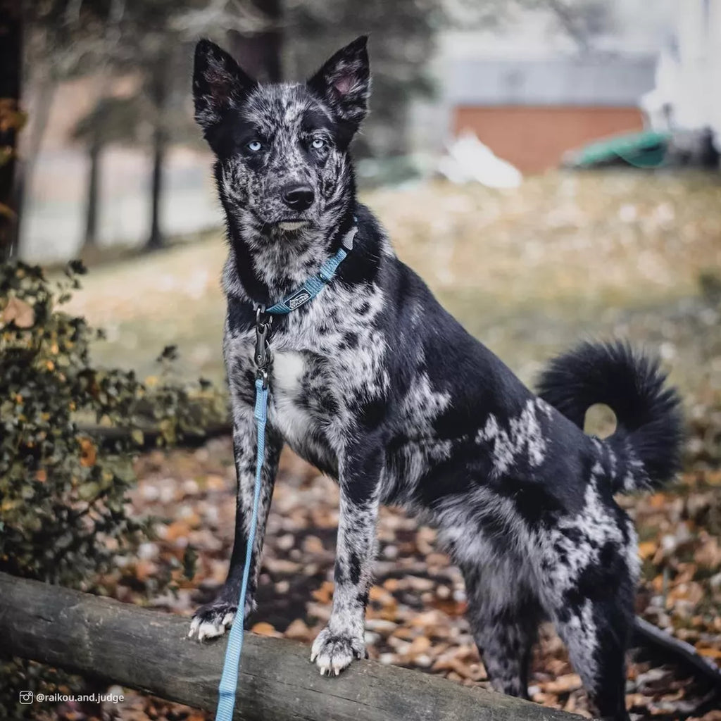 K9 Explorer Brights Reflective Dog Leash