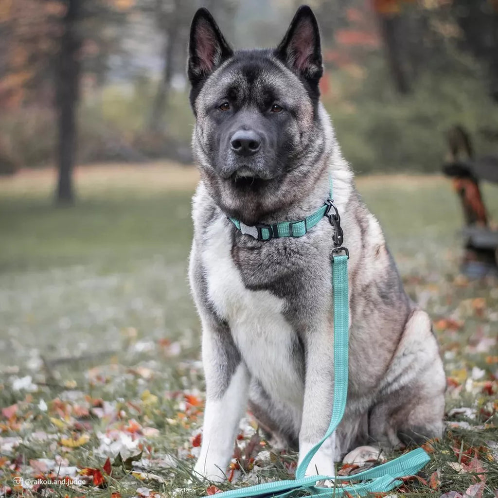 K9 Explorer Brights Reflective Dog Leash