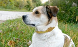 Earth Animal Dog Herbal Flea&Tick Defense Collar
