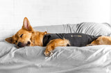 ThunderShirt Sport for Dogs Anxiety Vest
