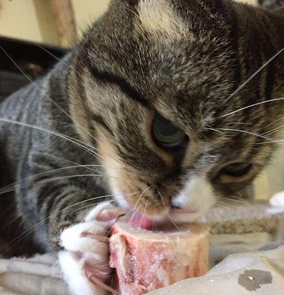 Primal Raw Recreational Beef Marrow Bone