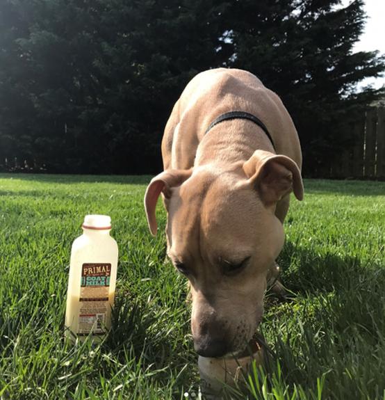 Primal Goat Milk