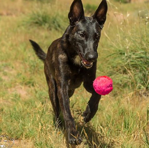 WUNDERBALL Fetch Dog Toy, Color Varies, Small