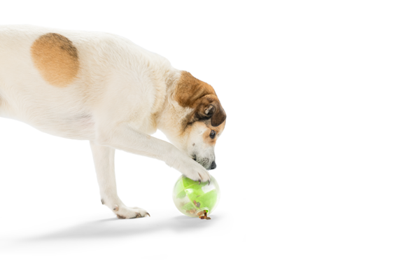 Dr. Bob Goldstein’s Wisdom® Dog Food – Air-Dried Chicken Recipe