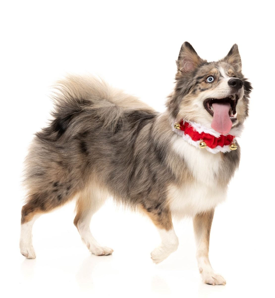 Jingle Bells Collar - Pet Accessory